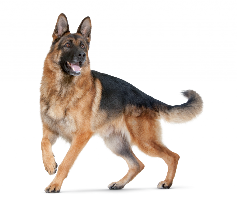 German Shepherds