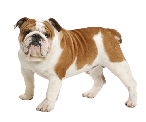 English Bulldog