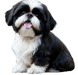 Shih tzi