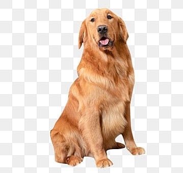 Golden retriever